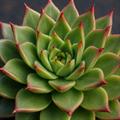 معرفی گیاه اچوریا آگاویدس (Molded Wax Agave)  - Echeveria agavoides